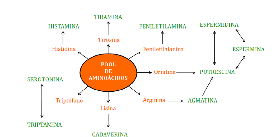 ¡cuidado Con Las Aminas Hablando De Ciencia