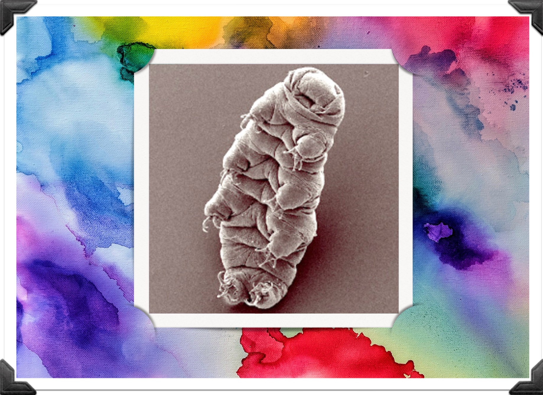 Tardigrado usado para ilustrar la idea de seres de otro planeta: ¿dónde están los extraterrestres ?