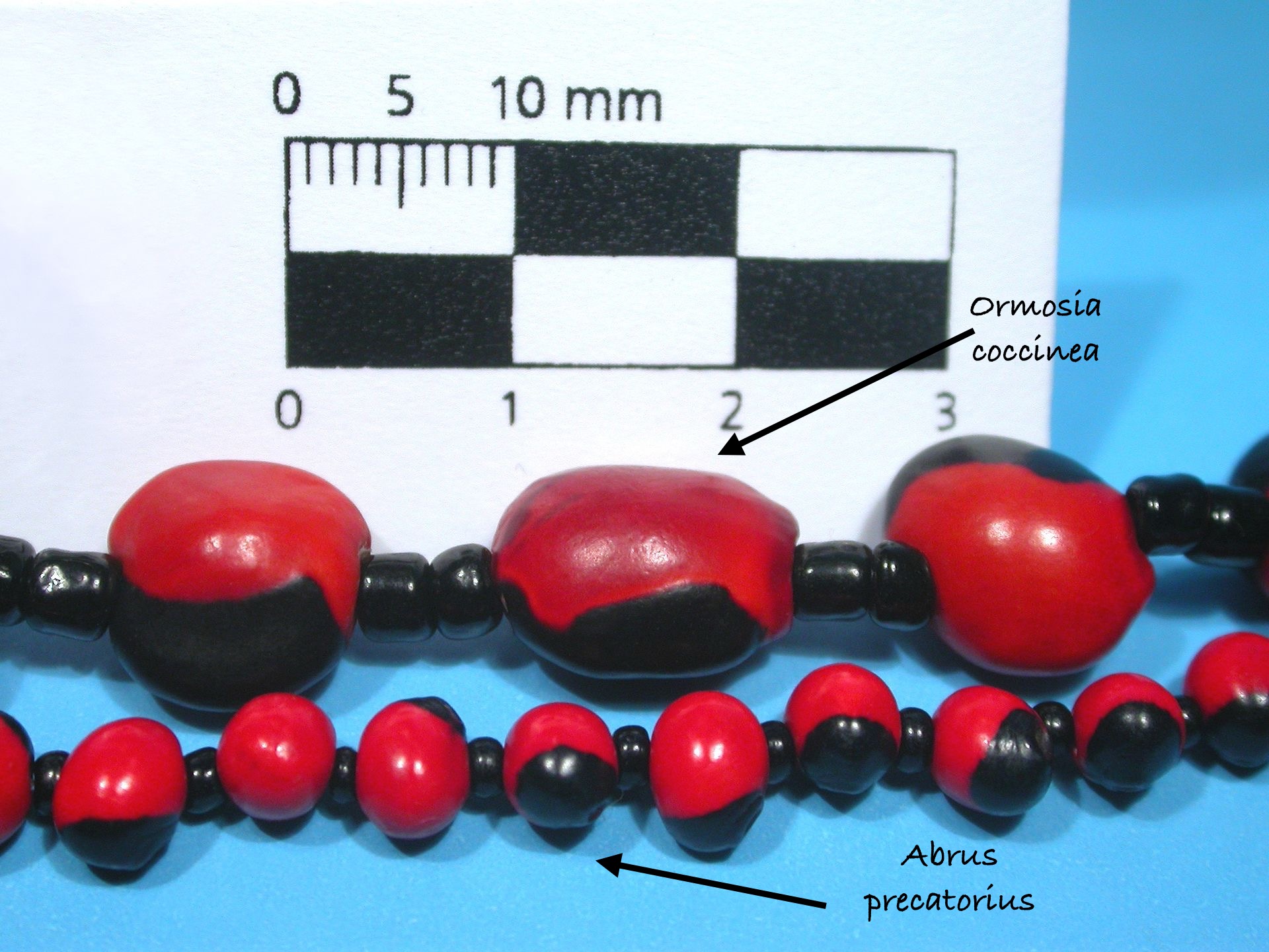 Semillas de Ormossia coccinea y de Abrus precatorius en Wikimedia Commons