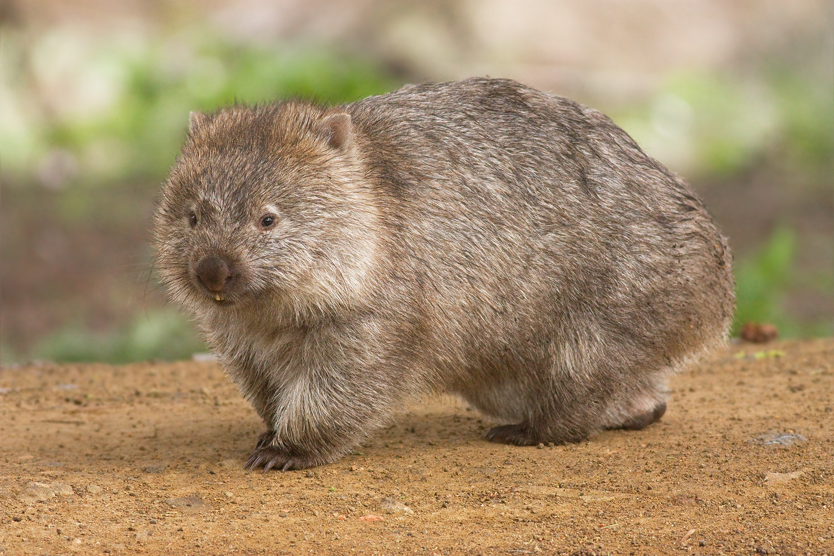 Common Wombat (Vombatus ursinus tasmaniensis) on Maria Island, Tasmania, Australia. The entire island is a national park, Maria Island National Park. The adult is just under a metre in length on average.
Imagen de JJ Harrison
Rarezas del mundo