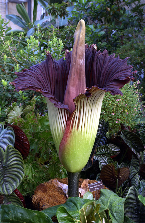 Flor entre las rarezas del mundo.
Wikimedia commons